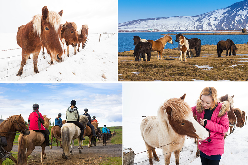 iceland blog - horse riding - pd