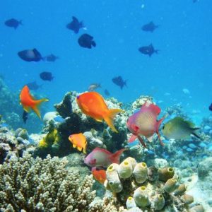 Maldives Holidays Naladhu Private Island Maldives Snorkel 3