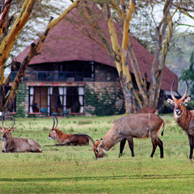 Lake Naivasha - cheetah safari holiday - luxury safari holiday packages