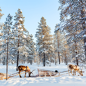 reindeer sledding - santa in lapland - luxury christmas family holiday packages