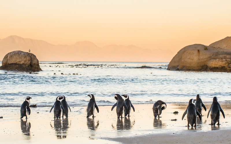 A First Timers Guide To South Africa Boulders Beach