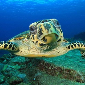 Furaveri Island Resort - Luxury Maldives Holiday Packages - sea turtle