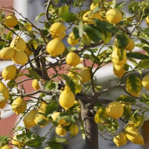 Le Sirenuse - Luxury Italy holiday Packages - lemon tree