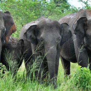 Luxury Sri Lanka Holiday Packages Grand Udawalawe Safari Resort Elephants