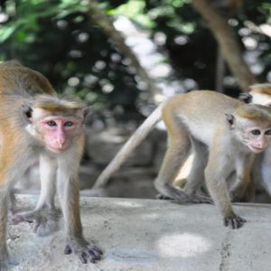 Luxury Sri Lanka Holiday Packages Grand Udawalawe Safari Resort Monkeys