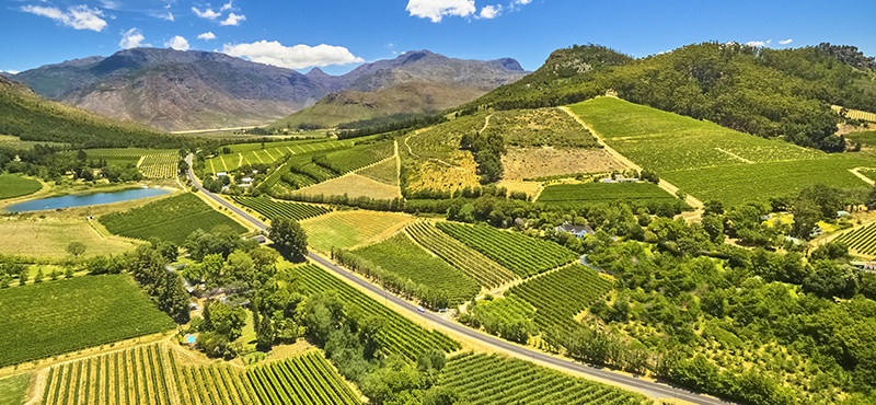 vineyards - a first timers guide to south africa - south africa holiday packages