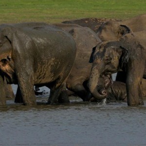 Cinnamon Lodge Habarana - Luxury Sri Lanka Holiday Package - elephants