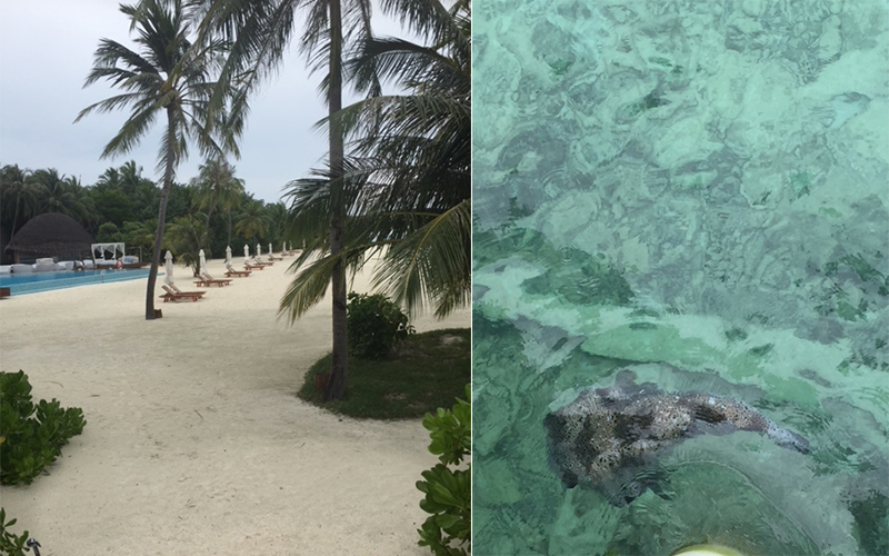 maafushivaru - maldives review - luxury maldives holiday packages