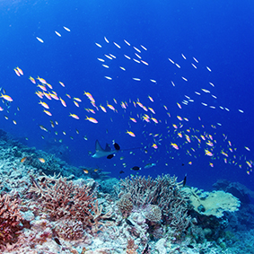 batfish - the floating resort by scuba spa - luxury maldives holiday packages