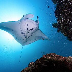manta rays - the floating resort by scuba spa - luxury maldives holiday packages