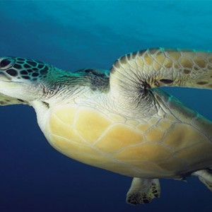 luxury maldives holiday packages - komandoo island - turtles