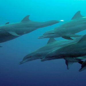 Kuramathi Maldives Luxury Luxury Maldives Holiday Packages Dolphins