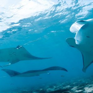 Kuramathi Maldives Luxury Luxury Maldives Holiday Packages Stingrays