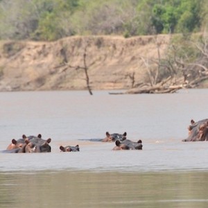 Luxury Safari Holiday Packages Serena Mivumo River Lodge Wildlife 1