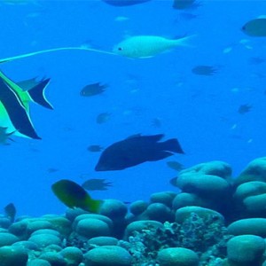 luxury fiji holiday packages - Matamanoa Island Resort - diving
