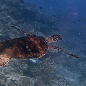 luxury fiji holiday packages - Matamanoa Island Resort - turtles