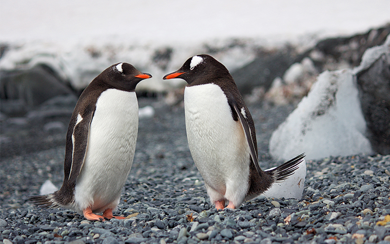 Antarctica And Chilean Fjords Penguins