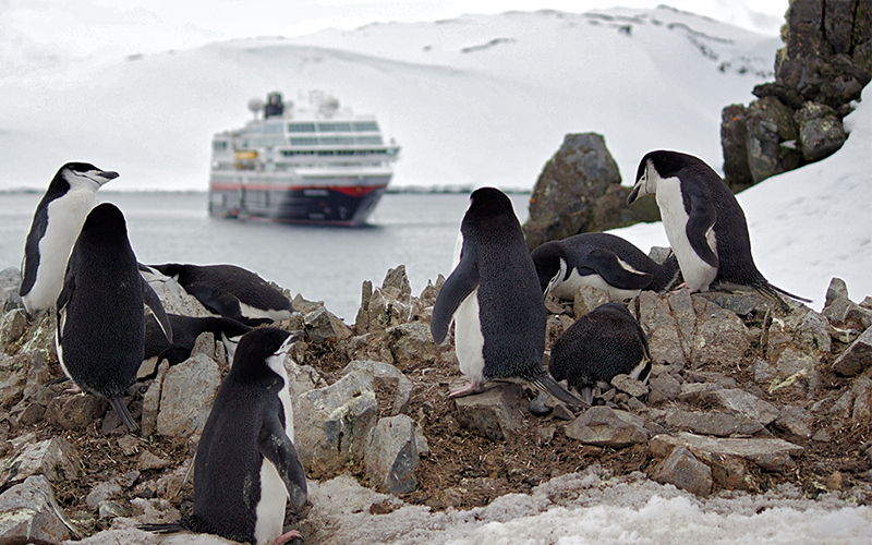 Antarctica And Chilean Fjords Penguins 2
