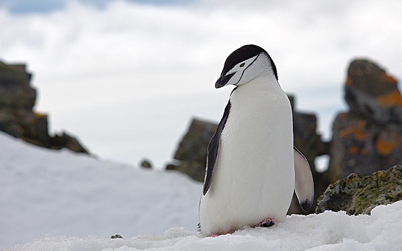 Antarctica And Chilean Fjords Penguins 4