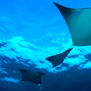 Marine Life Dhigali Maldives Luxury Maldives Honeymoon Packages