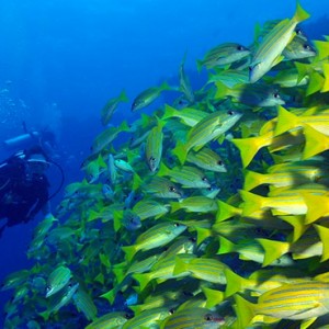 Scuba Diving Dhigali Maldives Luxury Maldives Honeymoon Packages