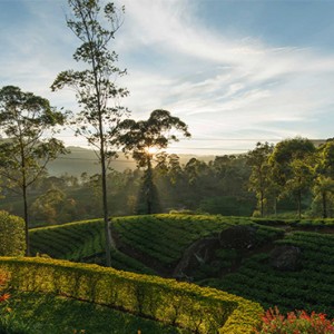 Luxury Sri Lanka Holiday Packages Ceylon Tea Trails Sri Lanka tea bungalow