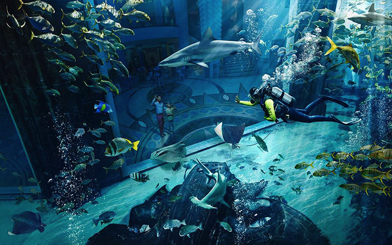Top 10 Reasons To Go To Atlantis The Palm Dubai Swimming With The Sharks Or Going On A Shark Safari