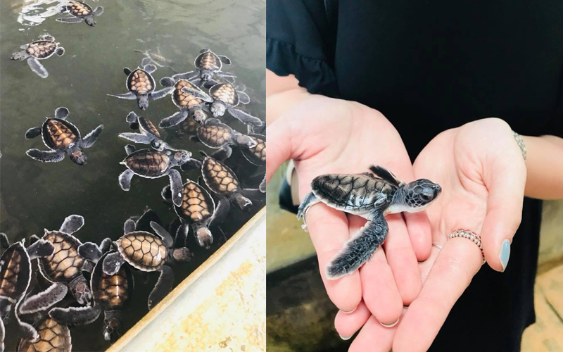 Sri Lanka Holiday Packages Turtle Hatchery 2