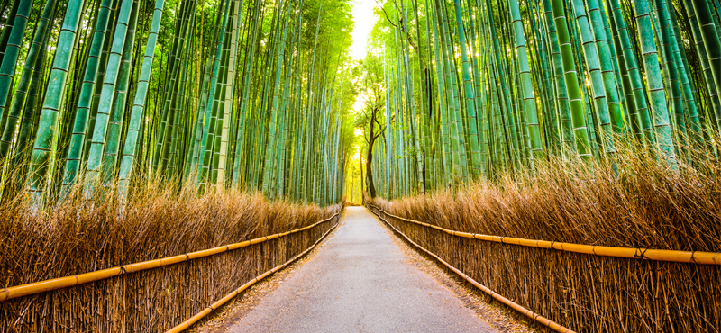 Luxury Japan Tailor Made Holiday Packages 10 Fun Things To Do In Japan Bamboo Forest