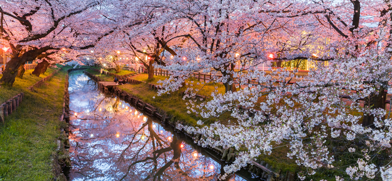 Luxury Japan Tailor Made Holiday Packages 10 Fun Things To Do In Japan Cherry Blossoms