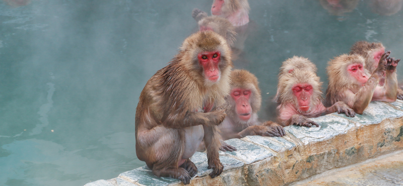 Luxury Japan Tailor Made Holiday Packages 10 Fun Things To Do In Japan Snow Monkeys