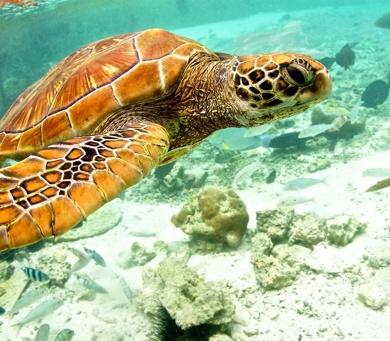 Top 10 Things To Do In Bora Bora Luxury Bora Bora Holiday Packages Turtles