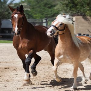 JA Palm Tree Court Dubai holiday Packages Horse Riding