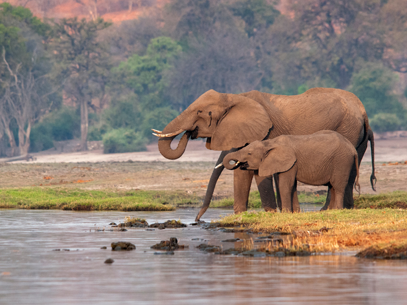 Top Destinations To See Elephants Botswana