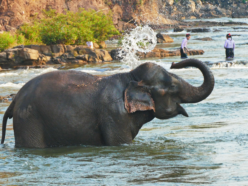 Top Destinations To See Elephants Laos