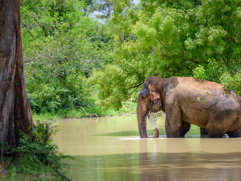 Top Destinations To See Elephants Sri Lanka