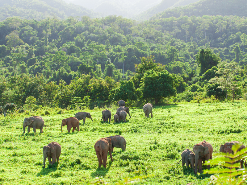 Top Destinations To See Elephants Thailand