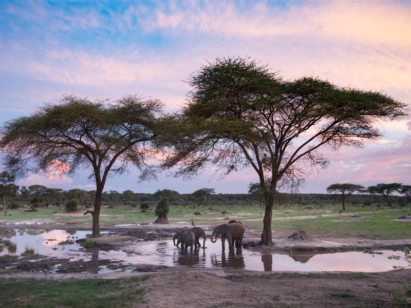 Top Destinations To See Elephants Zimbabwe