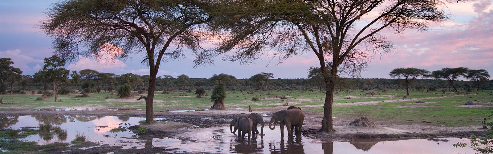 Top Destinations To See Elephants Header