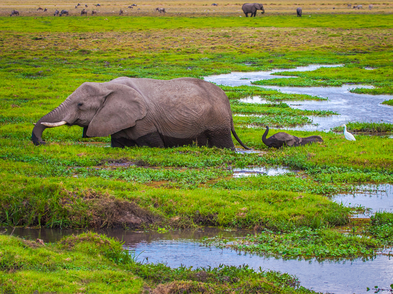 Top Destinations To See Elephants Kenya