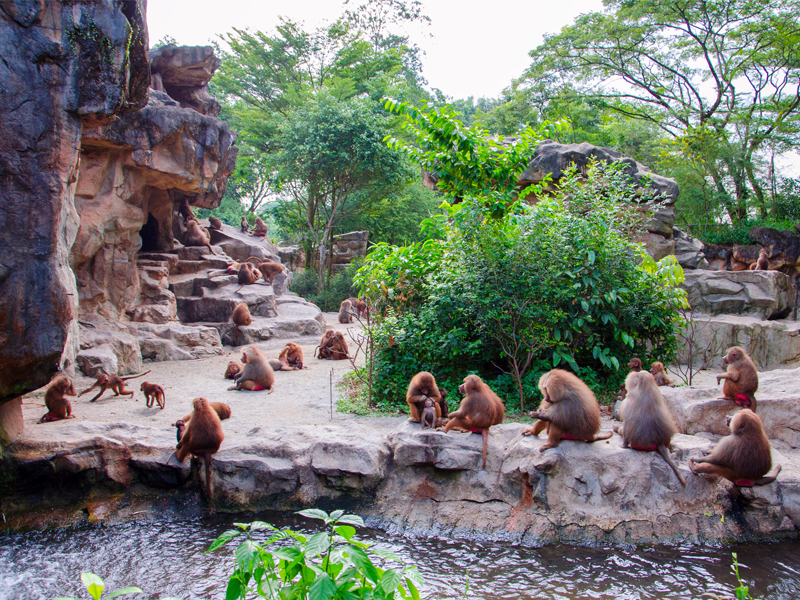 Top 10 Things To Do In Singapore Singapore Luxury Holiday Packages Zoo