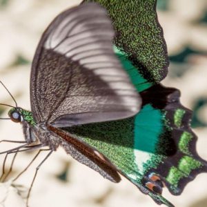 Luxury Malaysia Holiday Packages The Datai Langkawi Nature Emerald Peacock Butterfly