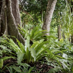 Luxury Malaysia Holiday Packages The Datai Langkawi Nature Walking In The Rainforest