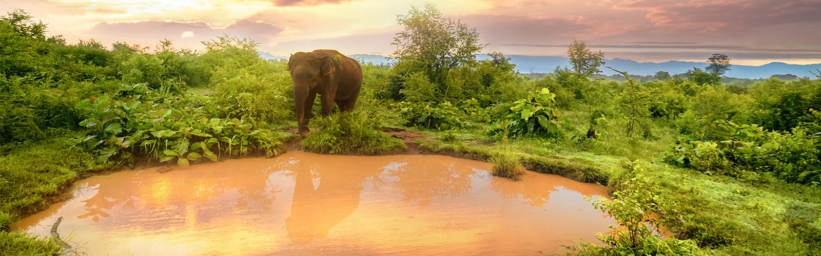 The Most Incredible Destinations For A Safari Holiday Header