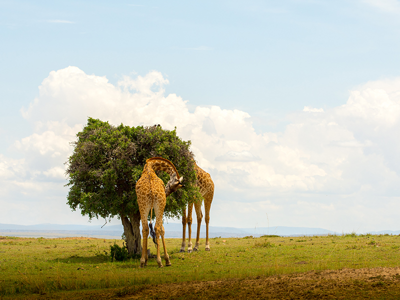 The Most Incredible Destinations For A Safari Holiday Kenya
