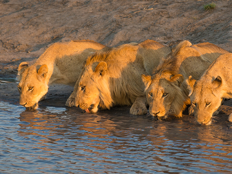 The Most Incredible Destinations For A Safari Holiday Kruger National Park
