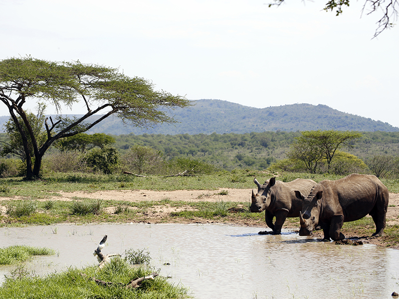 The Most Incredible Destinations For A Safari Holiday Kruger National Park 2