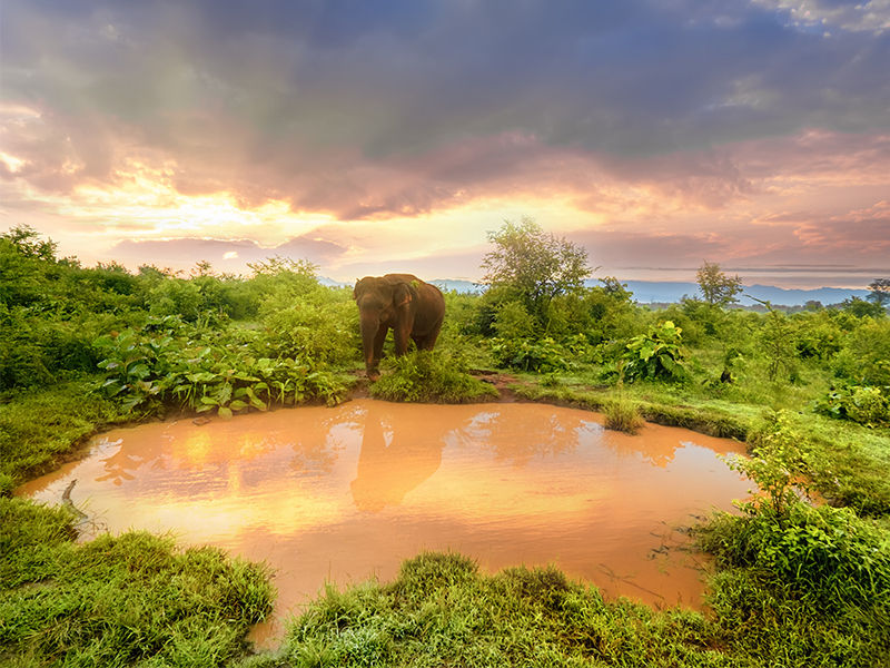 The Most Incredible Destinations For A Safari Holiday Sri Lanka
