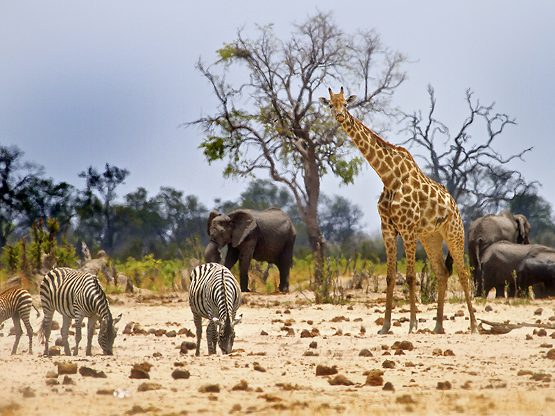 The Most Incredible Destinations For A Safari Holiday Zimbabwe 2