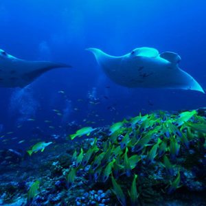 Maldives Honeymoon Packages Raffles Maldives Meradhoo Marine Life